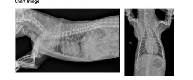 강아지 시티상 폐수포 괜찮은건가요?의 0번 째 이미지