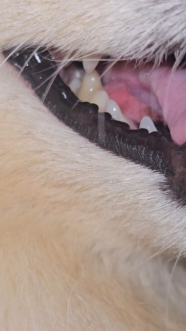 tongue bite syndrome이 정확하게 뭔가요?? 저희 강아지도 그건가요?의 1번 째 이미지