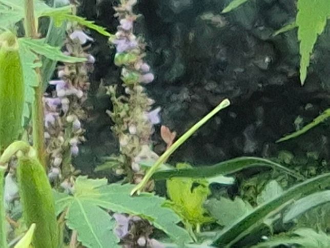 나무잎에 길게 있는 이 벌레는 어떤 벌레인지 궁금합니다.의 0번 째 이미지