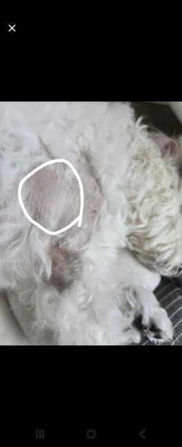 강아지 물혹?인지 주사부작용인지 궁금해요의 0번 째 이미지