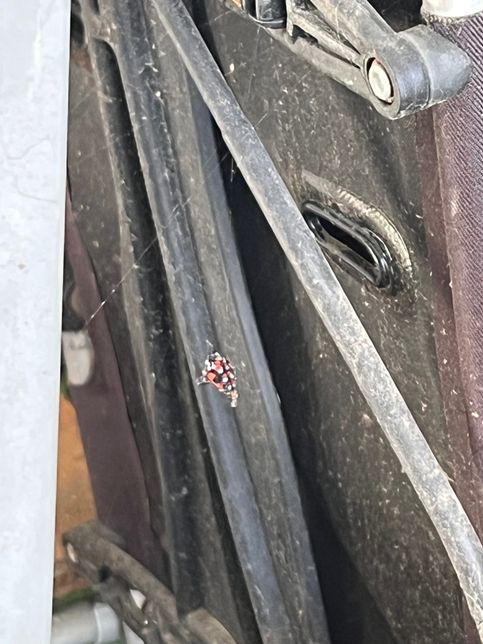 이건 무슨곤충인가요? 궁금하네요.의 0번 째 이미지