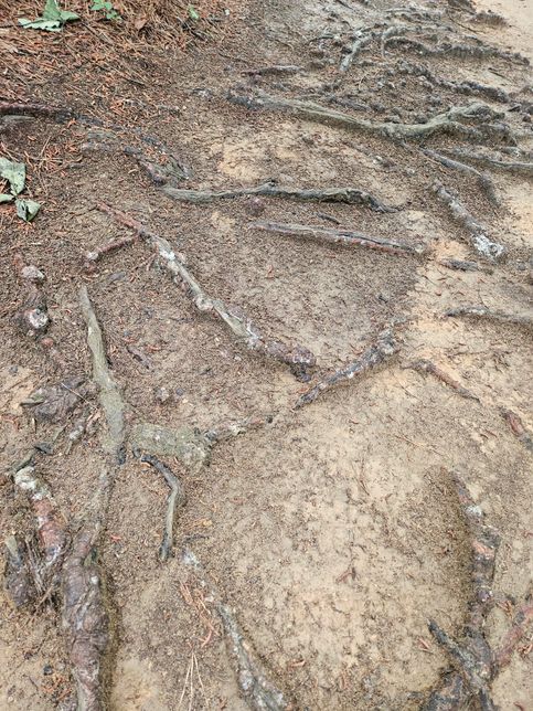 나무는 뿌리가 흙 밖으로 나와도 괜찮나요?의 0번 째 이미지