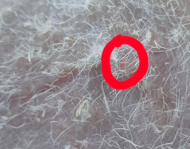 강아지 중성화 실밥 푼 후 실이 튀어나왔어요의 1번 째 이미지