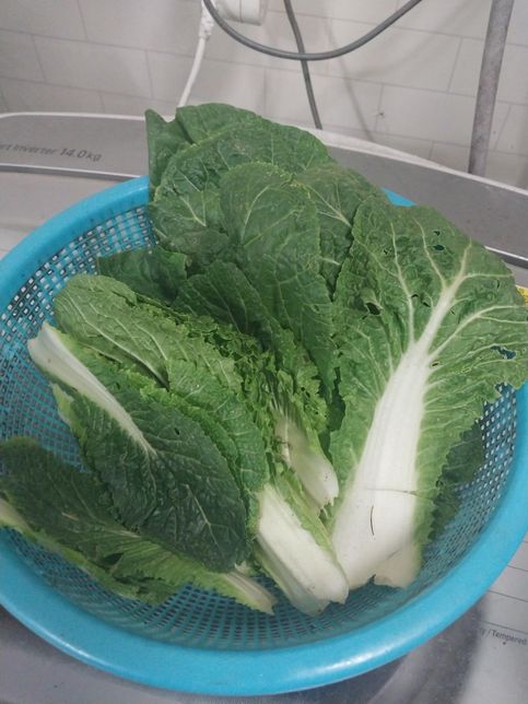 이거 채소이름이 무엇인지 알려주세요의 1번 째 이미지