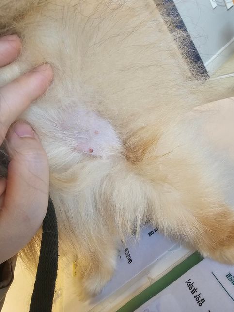 강아지 9살인데 이상한거 났는데 어떤건가요?의 0번 째 이미지