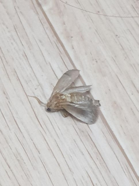 이 벌레 무슨 벌레인가요??????의 0번 째 이미지