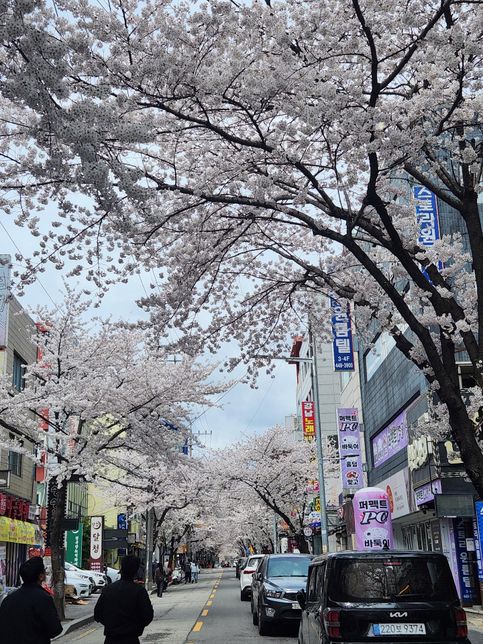오늘 벚꽃이 만개했습니다. 다들 어디로가서 보시나요의 0번 째 이미지