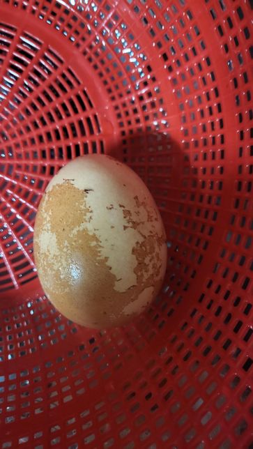 계란을 삶았는데 찬물에 씻으니까 계란껍질 표면이 벗겨질수도있나요?의 0번 째 이미지