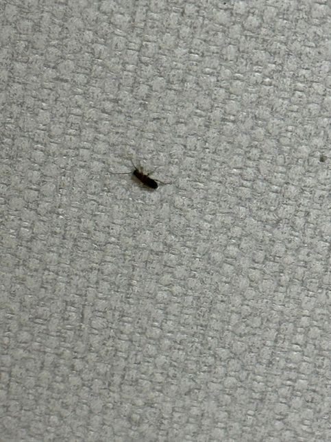 이거 바퀴벌레 유충인가요? 제발 알려주세요 바퀴면 빨리 방역부르게요의 1번 째 이미지