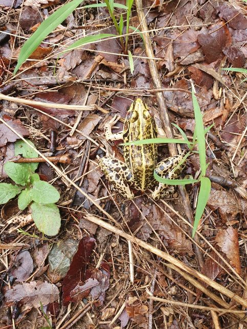 노란색 줄무늬 개구리 이름이 뭔가요?의 0번 째 이미지