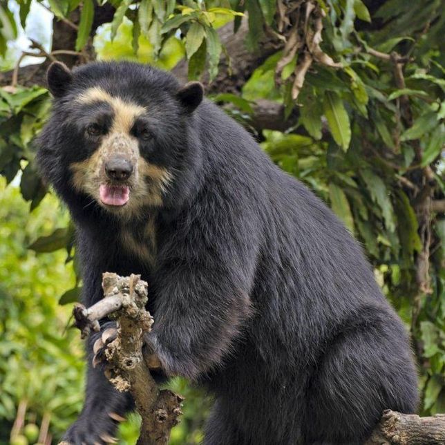 안경곰은 정말 곰보다 판다와 유사점이 있나요?의 0번 째 이미지