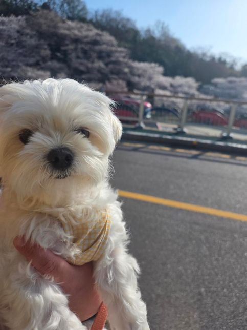 강아지 적정 몸무게가 궁금해요!!!의 1번 째 이미지