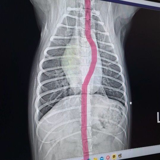 강아지 엑스레이 흉골이 휘어보이는 이유의 0번 째 이미지