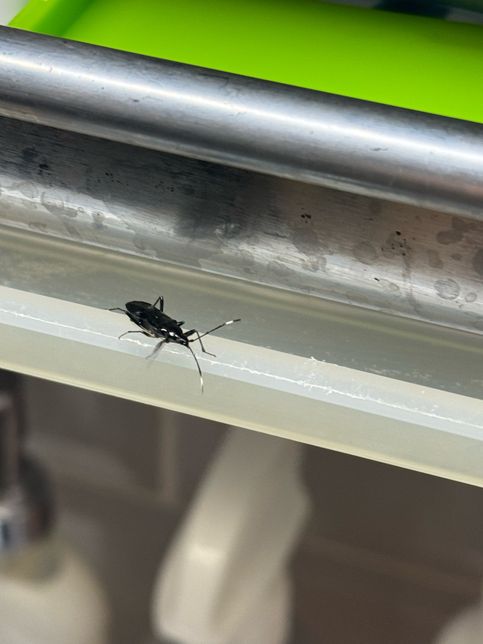 이 벌레 이름이 뭘까요? 집에 갑자기 나타났어요의 0번 째 이미지