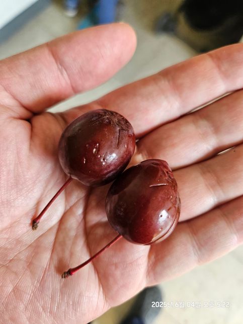 아파트에 있는 나무이름이 궁금하네요의 2번 째 이미지