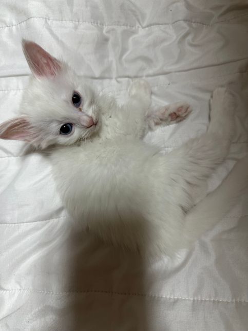 이 고양이 브숏인지 코숏인지 궁금해요의 0번 째 이미지