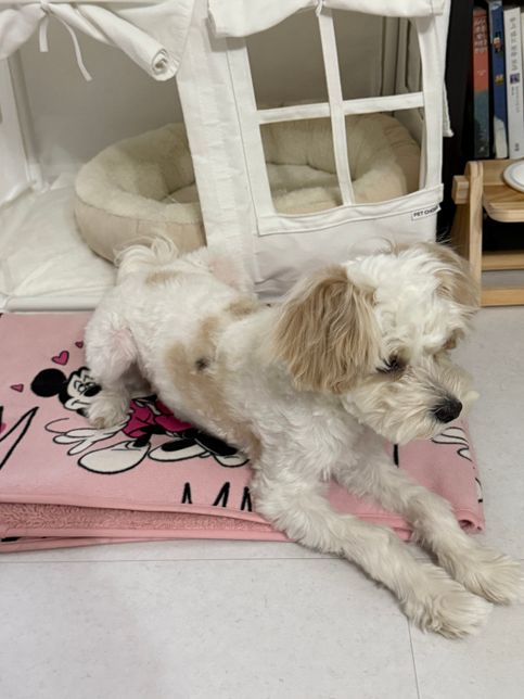 강아지가 갑자기 똥꼬스키를 해요 ㅜㅜㅜ의 1번 째 이미지