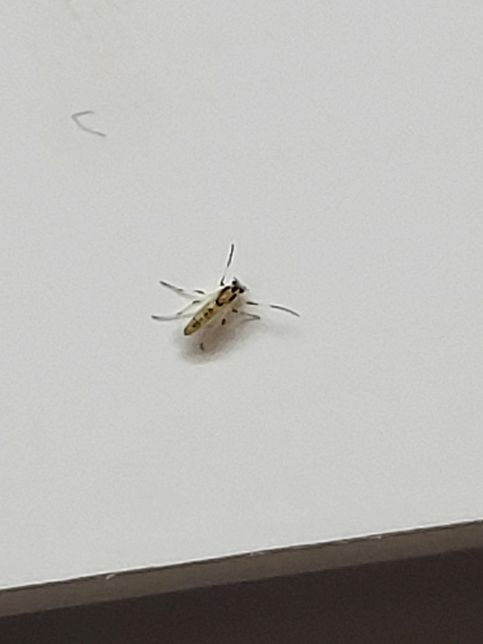 집 씽크대 수납장 문에 있는 이 벌레 정체가 뭔가요?의 0번 째 이미지