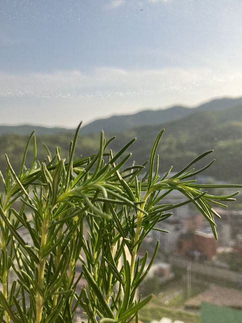 로즈마리 잎 끝부분이 쓰러져있는데 왜 그런건가요?의 0번 째 이미지