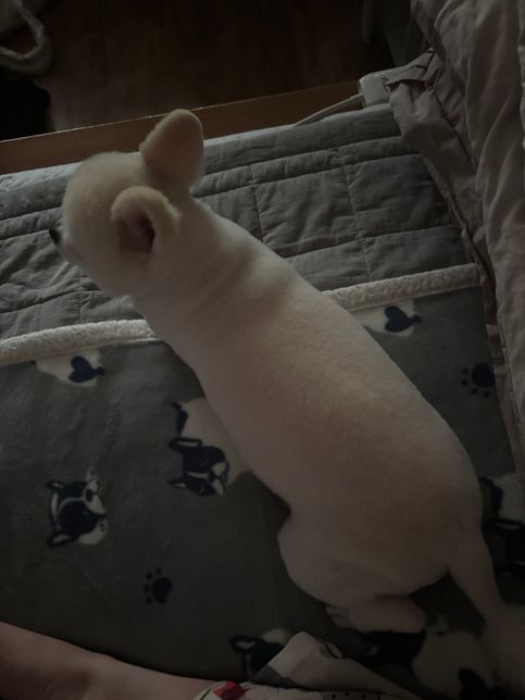 저희집 포메가 너무 큰데 큰 포메도 있나요?의 1번 째 이미지