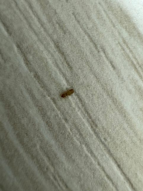 이거 무슨 벌레인가요? 사진은 확대한거에요.의 0번 째 이미지