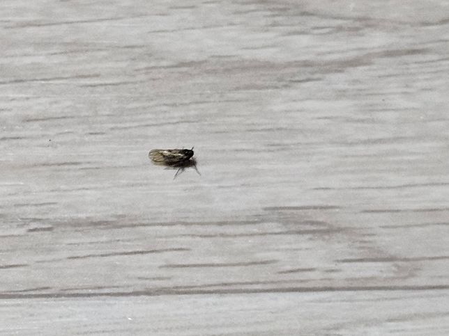 이 나방의 이름이 뭔지 아시나요?...의 0번 째 이미지