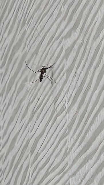 이거는 무슨 모기죠...,,,.?의 0번 째 이미지