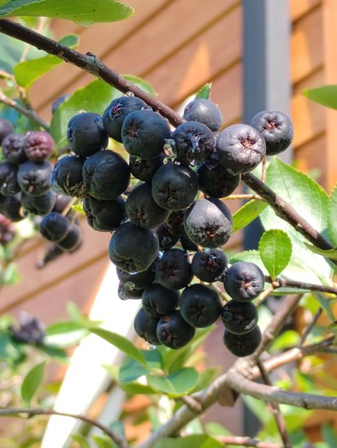 집 앞에서 나는 열매인데 이거 이름이 뭔가요?의 1번 째 이미지