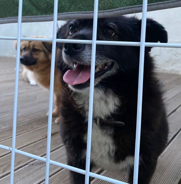 이 사진 속 강아지 종이 뭔지 알려주세요!의 0번 째 이미지