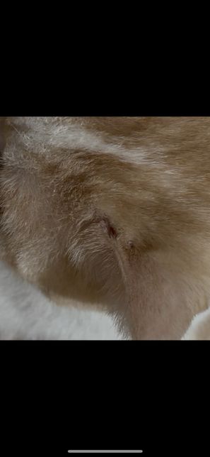 고양이 상처나면 털이 빠지기도 하나요? 아님 링웜일까요?의 2번 째 이미지