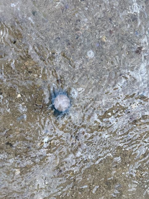 바다에 떠다니는 것의 정체가 뭔가요?의 1번 째 이미지