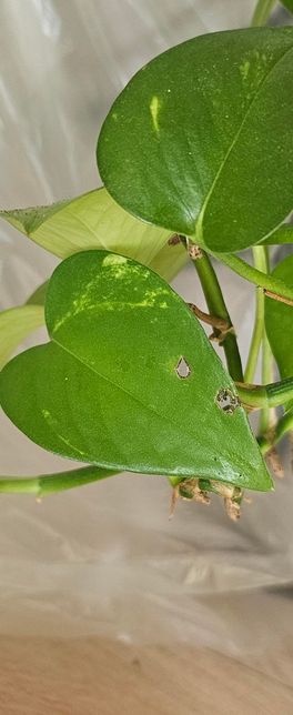 스킨답서스에 구멍이 뚤려있어요. 벌레일까요?의 0번 째 이미지