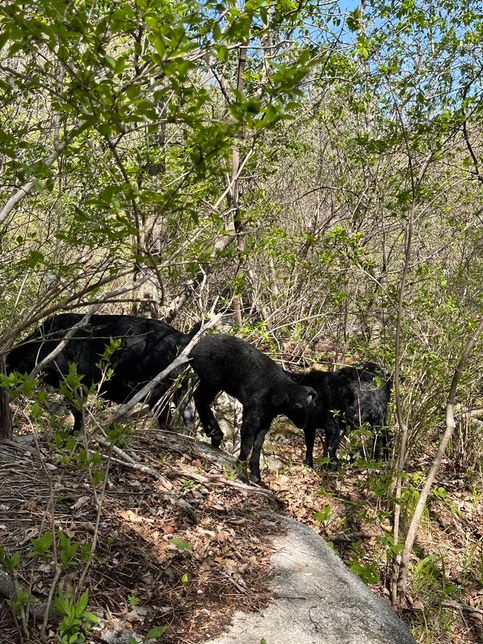 야생에 도망가서 문제를 일으키는 유기흑염소를 막아낼 대책은 없을까요?의 3번 째 이미지