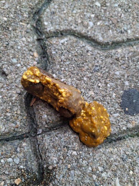 사진과 같은 강아지의 대변이 문제가 있는 것인지의 0번 째 이미지