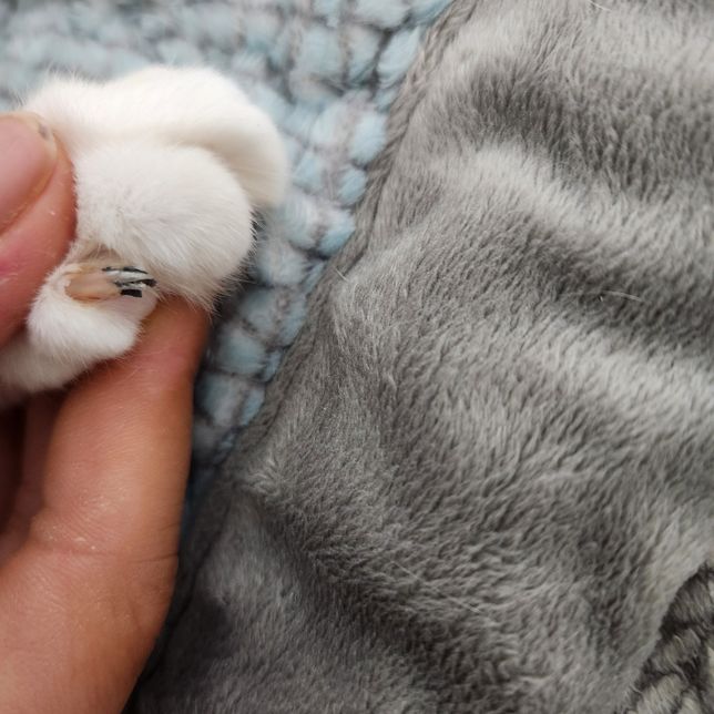 고양이 발톱에 검은색 뭔가가 꼈어요..?의 0번 째 이미지