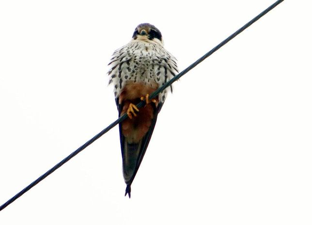 요즘은 왜 맹금류들이 도시에서도 시궁쥐와 비둘기를 사냥해요?의 1번 째 이미지