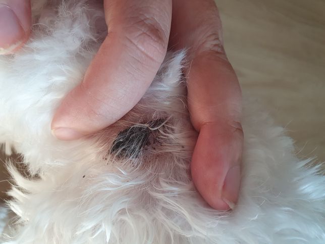 말티푸 2살 여아 강아지가 상처가 생긴 후 검은 딱지가 생겼는데 놔둬야 하나요?의 0번 째 이미지