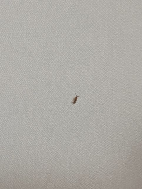 집에서 벌레가 나왔는데 무슨 벌레인지 알 수 있을까요?의 0번 째 이미지