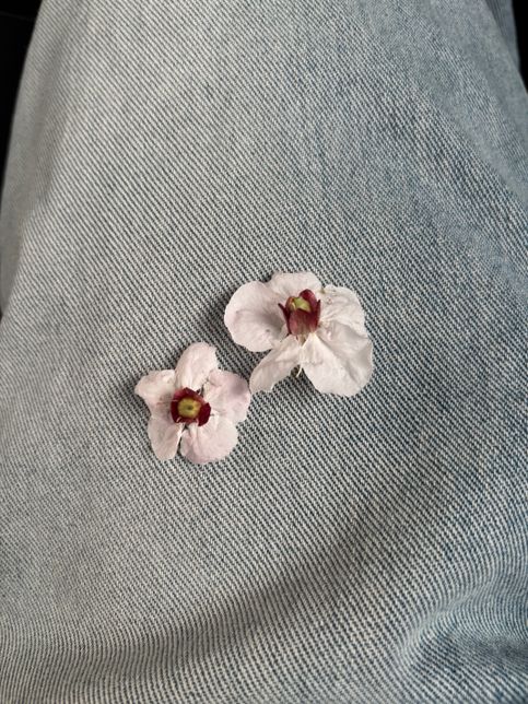 매화 같기도 하고 벚꽃 같기도 한데 무슨 꽃이에여?의 0번 째 이미지