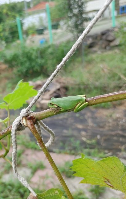 2020년 이후로 왜 우리나라에 점점 비가 많이 오게 되었나요?의 1번 째 이미지