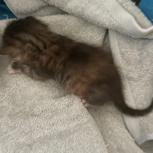 아기고양이가 분유를 안먹고 힘이 없어요의 0번 째 이미지