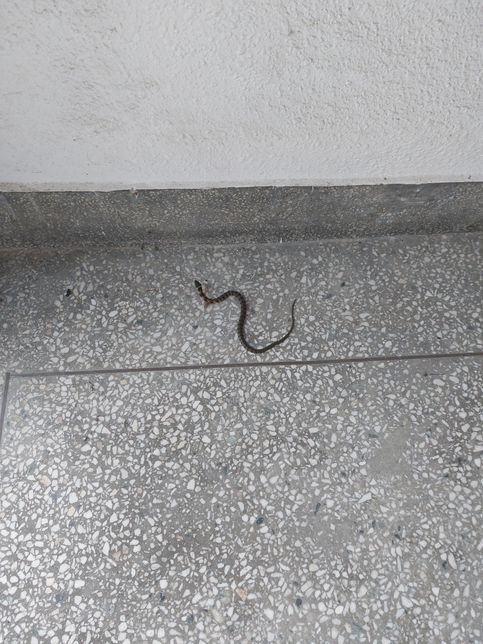 이거 빌라 앞에 나타난 뱀인데 이 뱀의 이름이 뭔가요?의 0번 째 이미지