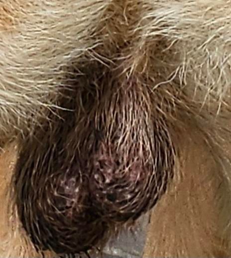 노견 노화현상인지 어딘가 아픈건지 모르겠어요의 0번 째 이미지