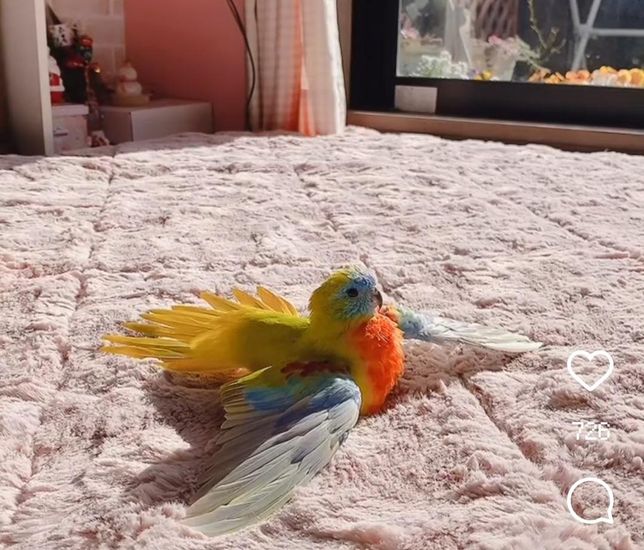 이 새의 이름과 이 새가 하는 행동을 알려주세요의 0번 째 이미지