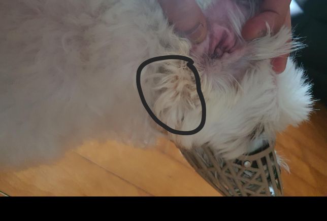 강아지 오른쪽 귀 아래 붓기? 가 있어요의 0번 째 이미지