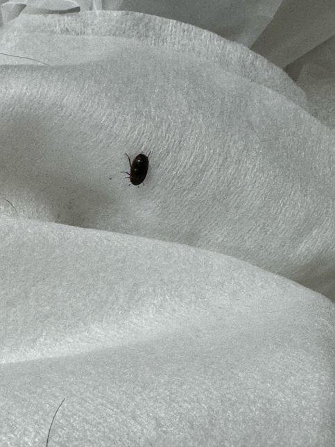 안녕하세요 혹시 이게 무슨 벌레일까요?의 1번 째 이미지