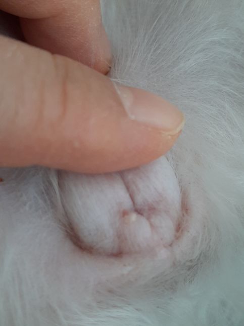 강아지 생식기 근처 뽀루지인가요? 아님 무엇인가요?의 0번 째 이미지
