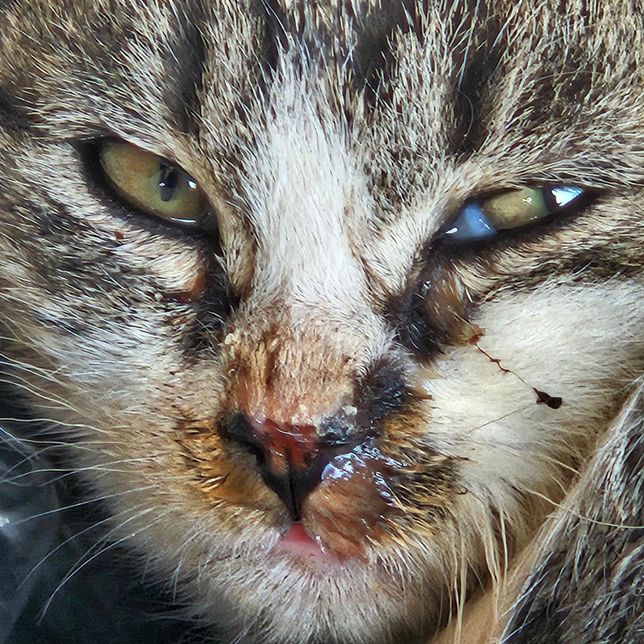 아기고양이 눈을 잘 못뜨고 콧물도 있는거같아요의 2번 째 이미지