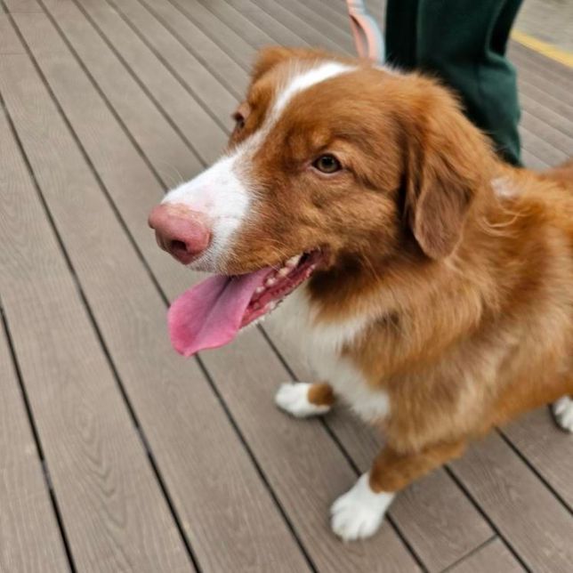 이 강아지? 품정이 뭔가요?(친구랑 내기중)의 0번 째 이미지