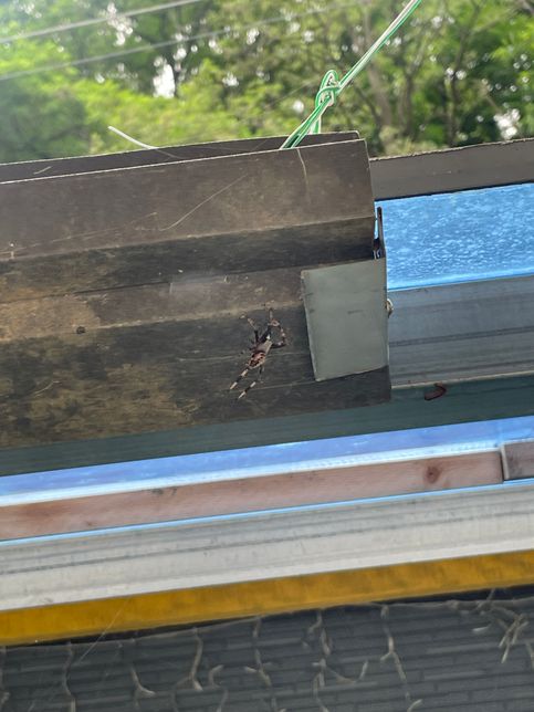 이거 무슨 거미인가요? 사진 화질은 안좋아요의 0번 째 이미지